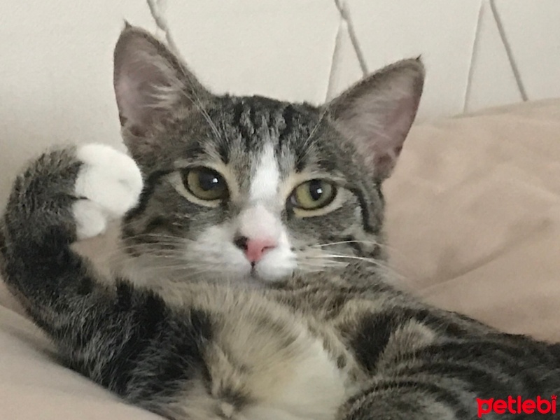 Tekir Kedi, Kedi  Luna fotoğrafı