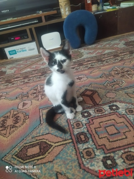 Tekir Kedi, Kedi  Tekir fotoğrafı