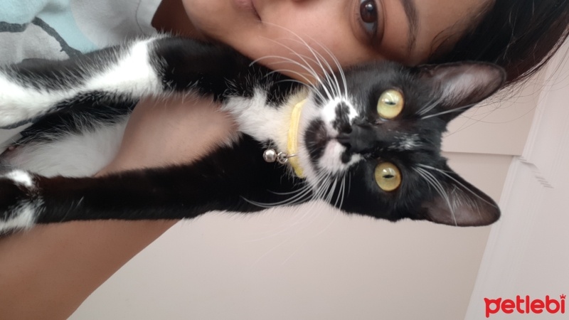Tuxedo (Smokin) Kedi, Kedi  Mina fotoğrafı