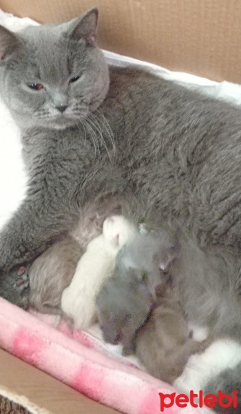 British Shorthair, Kedi  Miya fotoğrafı
