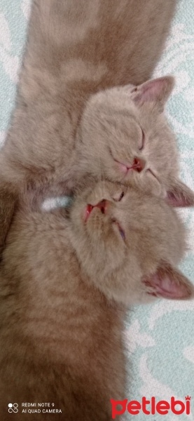 British Shorthair, Kedi  Miya fotoğrafı