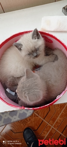 British Shorthair, Kedi  Miya fotoğrafı