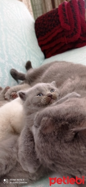 British Shorthair, Kedi  Miya fotoğrafı
