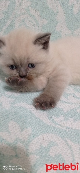 British Shorthair, Kedi  Miya fotoğrafı