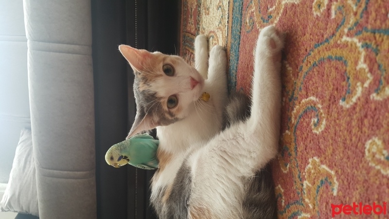 Tekir Kedi, Kedi  Bihter fotoğrafı