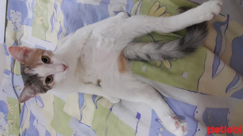 Tekir Kedi, Kedi  Bihter fotoğrafı