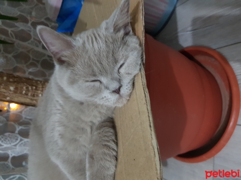 British Shorthair, Kedi  Balım fotoğrafı