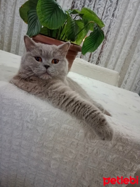 British Shorthair, Kedi  Balım fotoğrafı