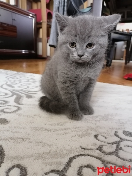 British Shorthair, Kedi  duman fotoğrafı