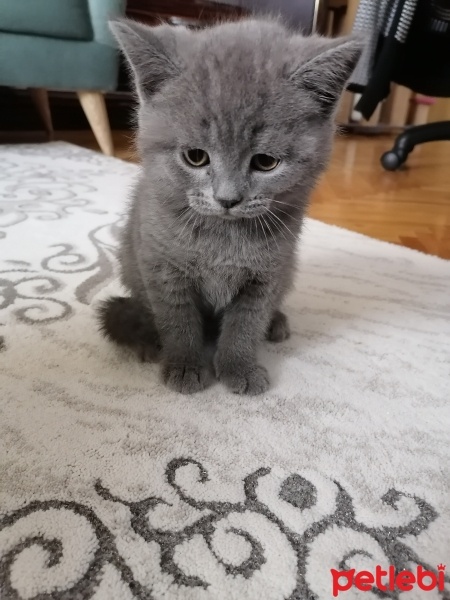 British Shorthair, Kedi  duman fotoğrafı