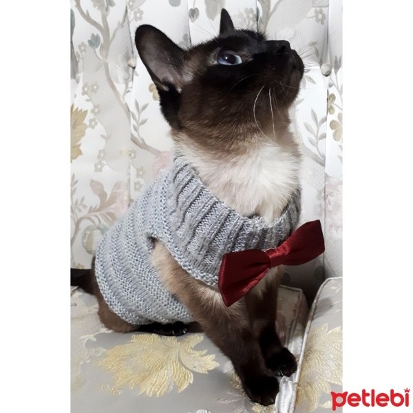 Siyam Kedisi, Kedi  zeus fotoğrafı