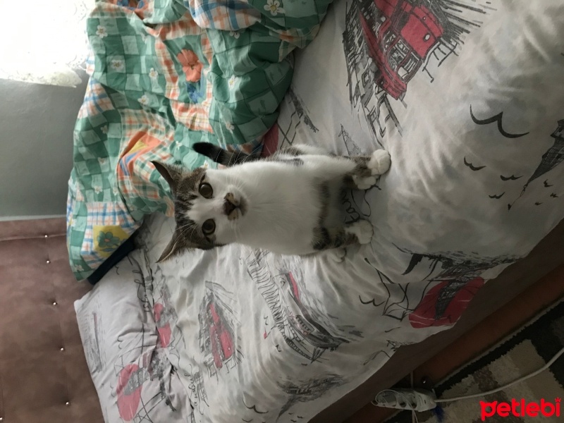 Tekir Kedi, Kedi  Paşa fotoğrafı