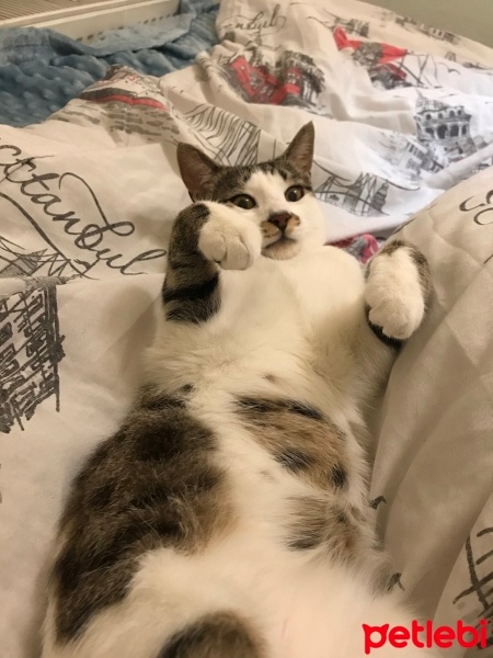 Tekir Kedi, Kedi  Paşa fotoğrafı