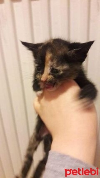Tekir Kedi, Kedi  limon fotoğrafı
