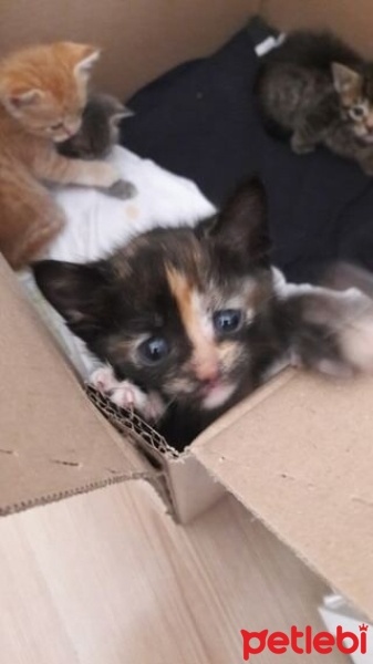 Tekir Kedi, Kedi  limon fotoğrafı