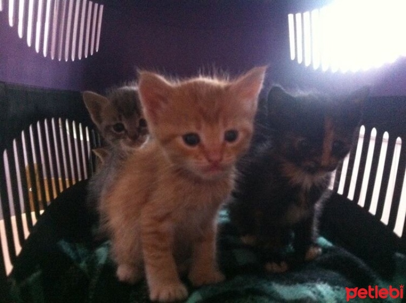 Tekir Kedi, Kedi  limon fotoğrafı