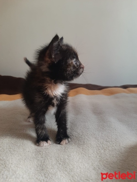 Tekir Kedi, Kedi  limon fotoğrafı