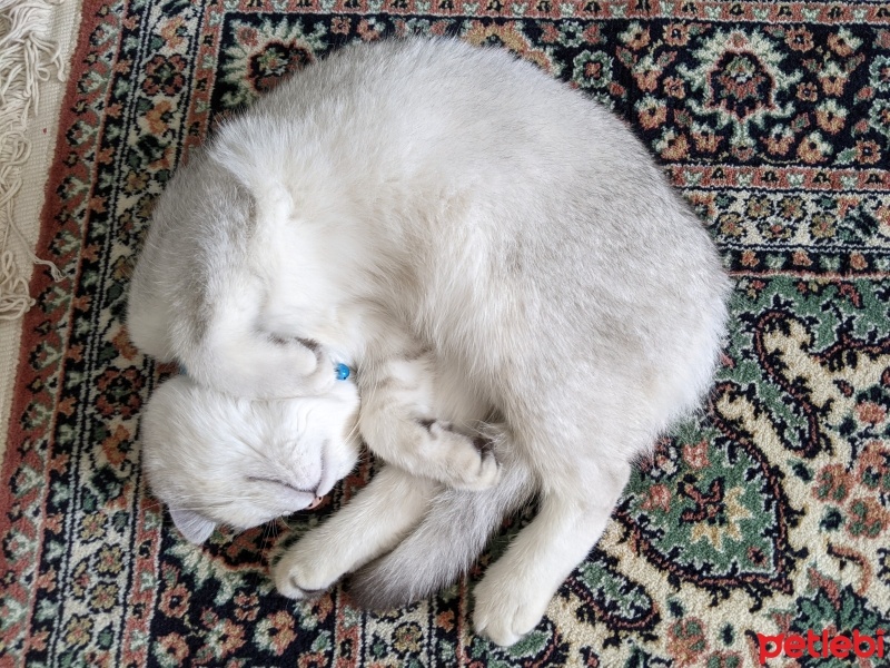British Shorthair, Kedi  Gümüş fotoğrafı