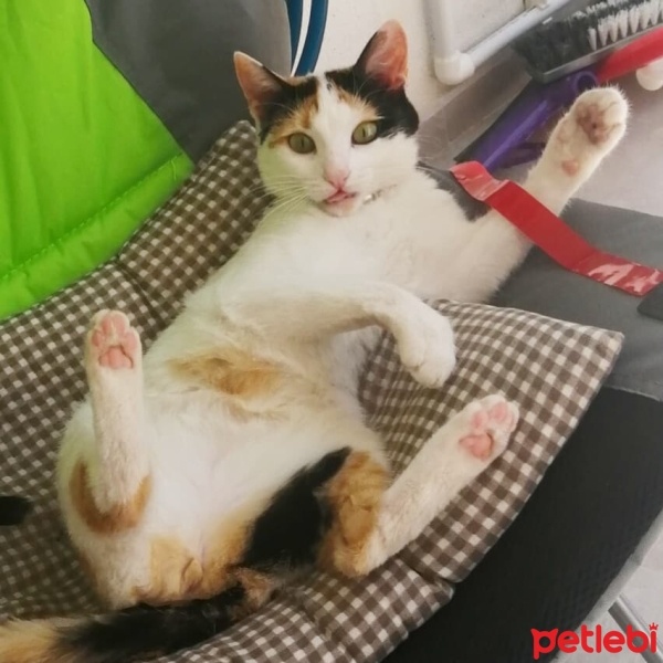 Tekir Kedi, Kedi  Şans fotoğrafı