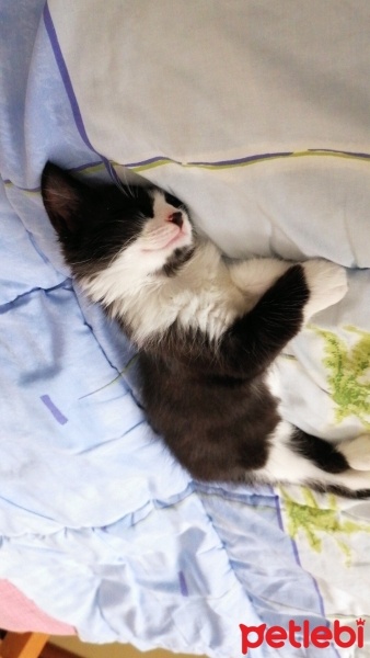 Tekir Kedi, Kedi  Miniş fotoğrafı