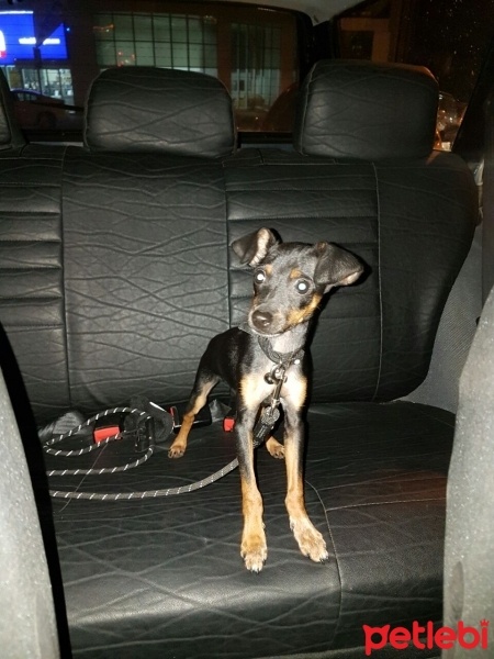 Alman Av Terrieri, Köpek  Prens fotoğrafı