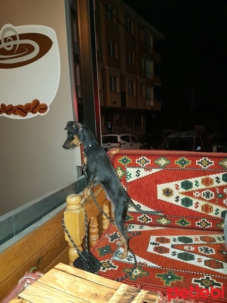Alman Av Terrieri, Köpek  Prens fotoğrafı