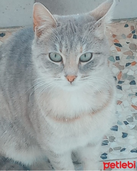 British Shorthair, Kedi  Merkür fotoğrafı