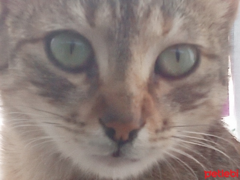 Tekir Kedi, Kedi  Luna fotoğrafı