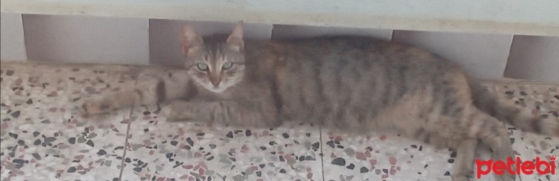 Tekir Kedi, Kedi  Luna fotoğrafı