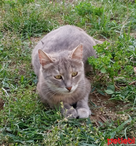 British Shorthair, Kedi  Yasu fotoğrafı