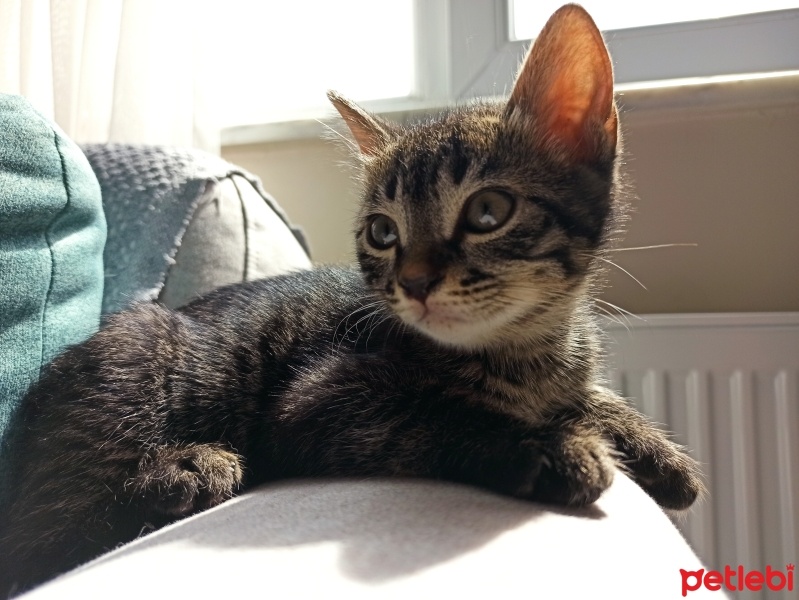 Tekir Kedi, Kedi  Dobby fotoğrafı