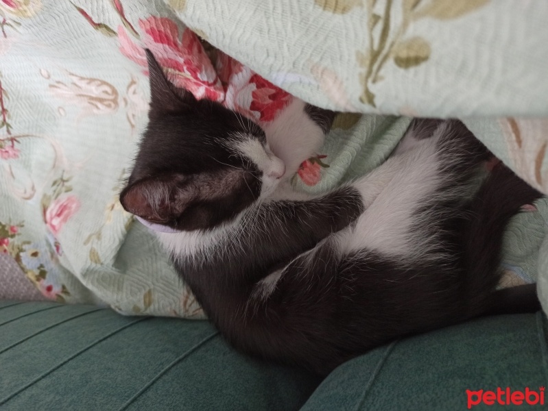 Tekir Kedi, Kedi  Mars fotoğrafı