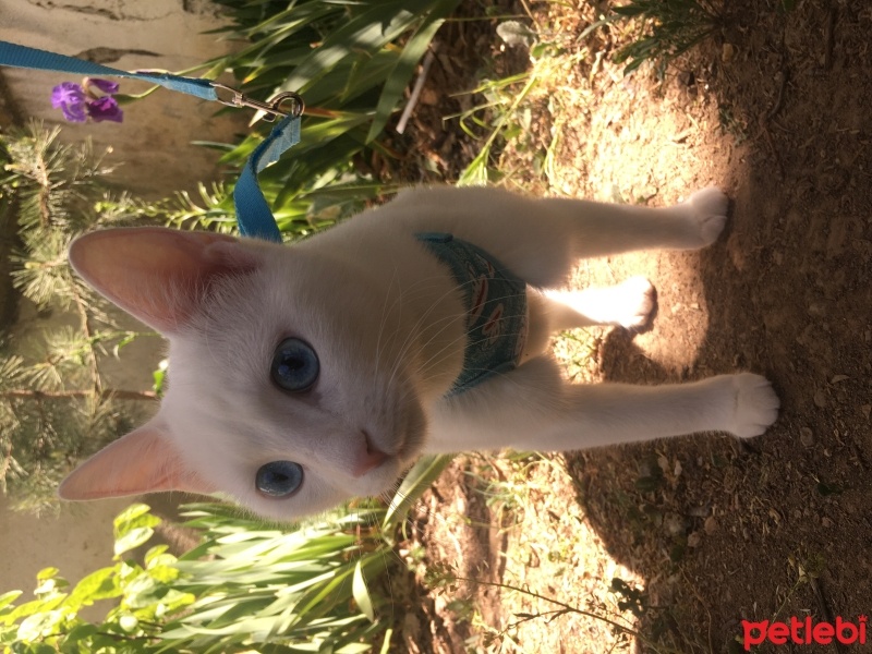 Ankara Kedisi, Kedi  Dobby fotoğrafı