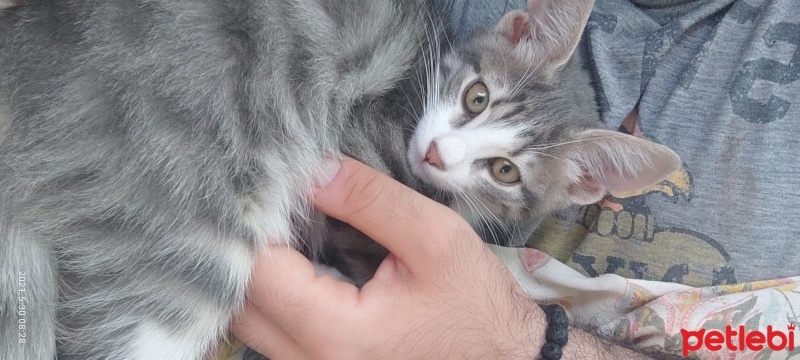 Tekir Kedi, Kedi  Pamuk fotoğrafı