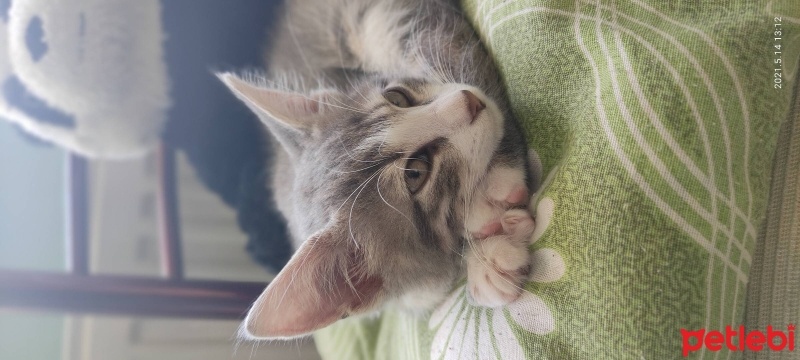Tekir Kedi, Kedi  Pamuk fotoğrafı