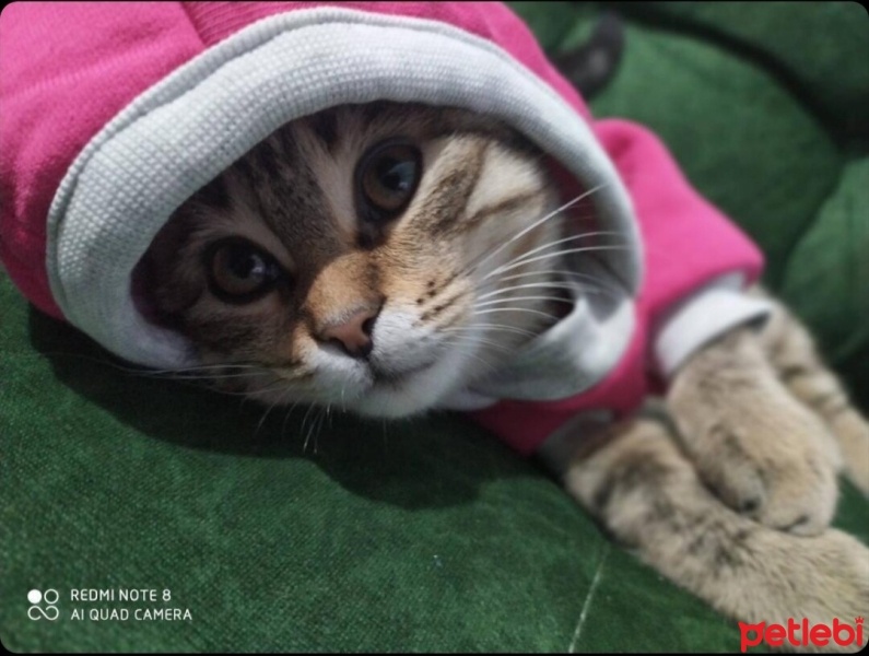 Tekir Kedi, Kedi  Boncuk fotoğrafı