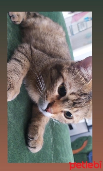 Tekir Kedi, Kedi  Boncuk fotoğrafı