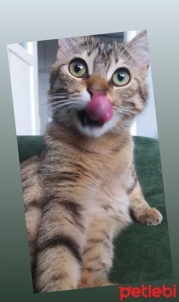 Tekir Kedi, Kedi  Boncuk fotoğrafı