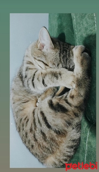 Tekir Kedi, Kedi  Boncuk fotoğrafı