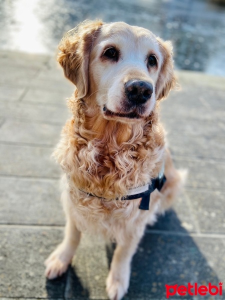 Golden Retriever, Köpek  Elpida fotoğrafı