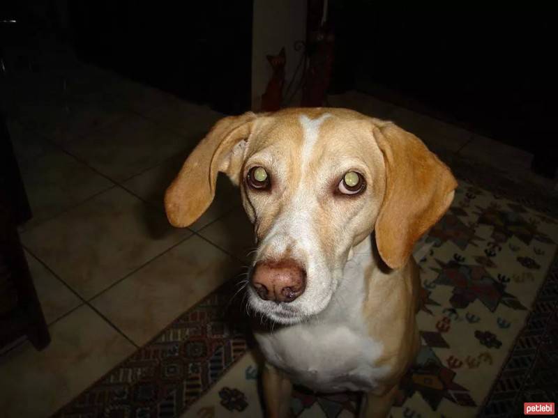 Labrador Retriever, Köpek  Köpük fotoğrafı