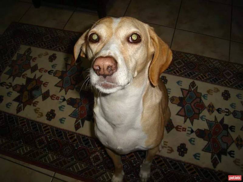 Labrador Retriever, Köpek  Köpük fotoğrafı