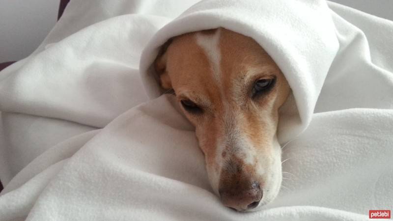 Labrador Retriever, Köpek  Köpük fotoğrafı