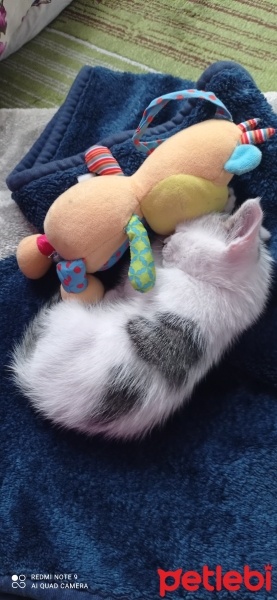 Tekir Kedi, Kedi  Sütlaç fotoğrafı