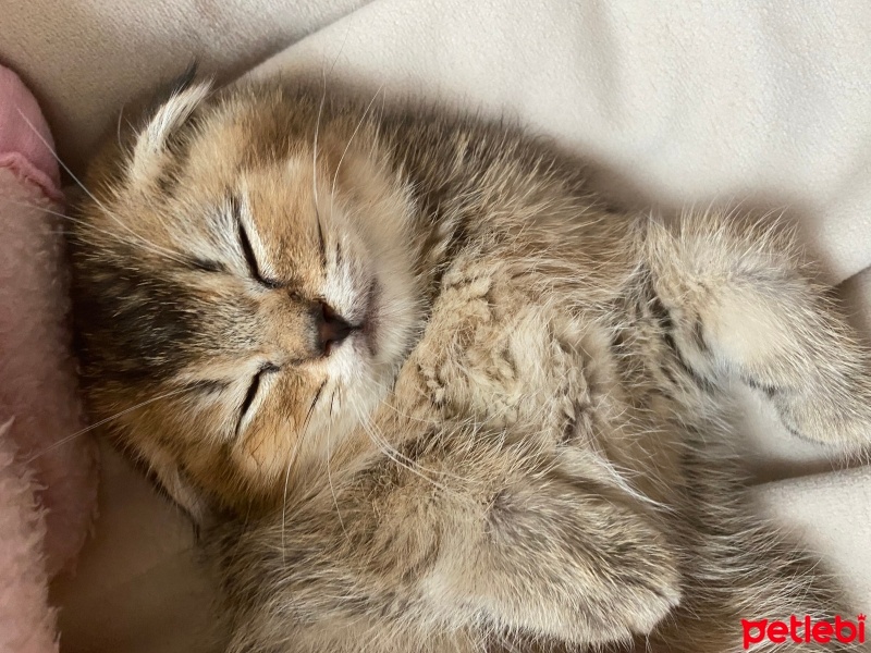 Scottish Fold, Kedi  Peri fotoğrafı