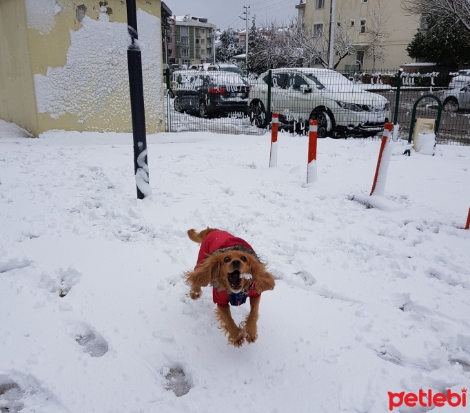 İngiliz Cocker Spaniel, Köpek  Paşa fotoğrafı