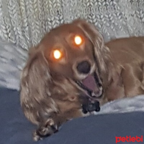 İngiliz Cocker Spaniel, Köpek  Paşa fotoğrafı
