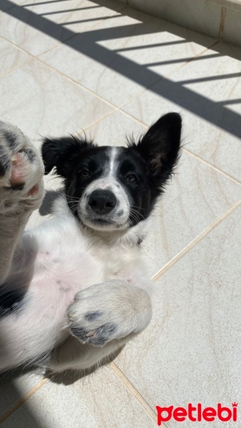 Border Collie, Köpek  Walter fotoğrafı