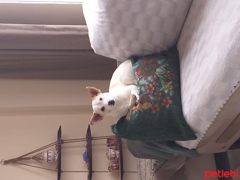 Jack Russell Terrier, Köpek  Minnak fotoğrafı