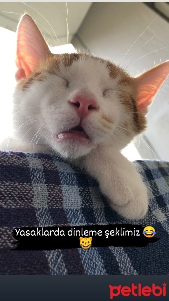 Tekir Kedi, Kedi  Çiko fotoğrafı